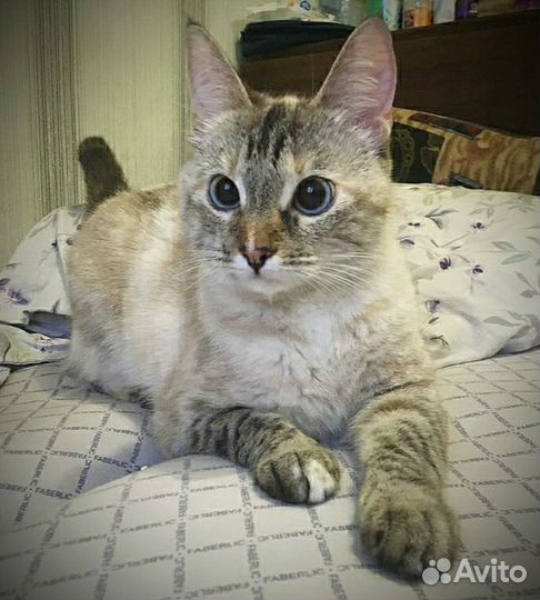 Тайская кошечка
