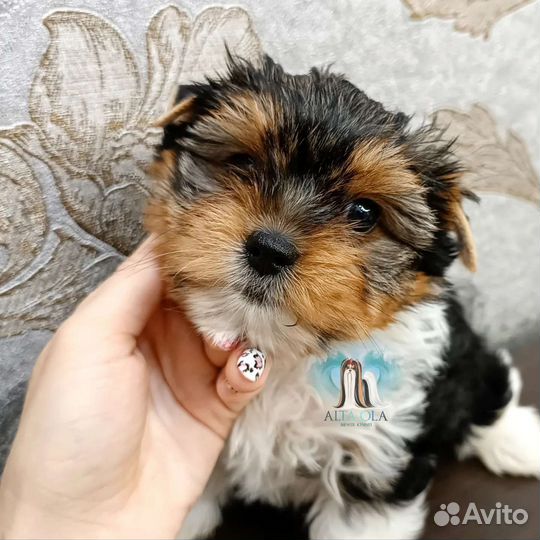 Бивер терьер девочка и мальчик