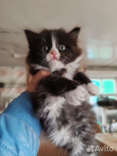 Отдам котенка в добрые руки