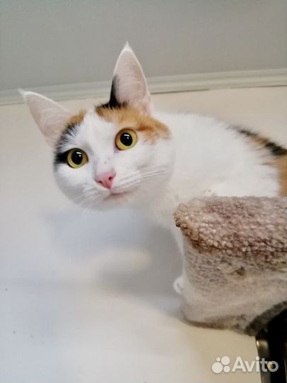 Кошечка Кесси
