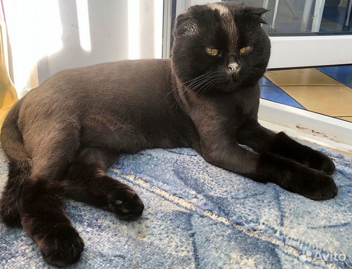 Груминг кошек на дому