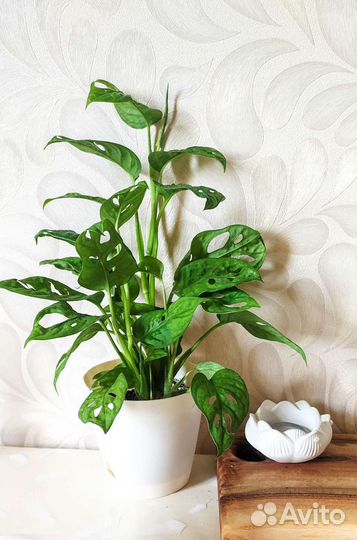 Монстера адансона