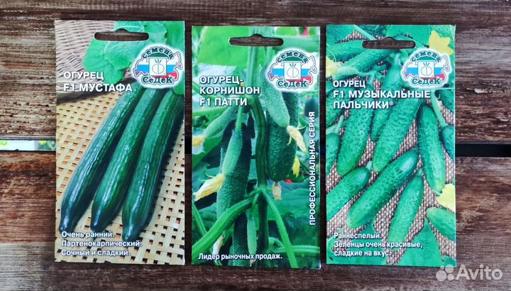 Семена Огурцов седек