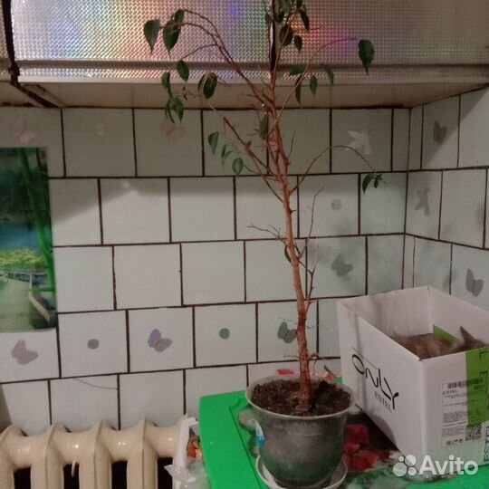 Бенджамина