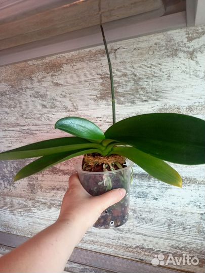 Орхидея фаленопсис