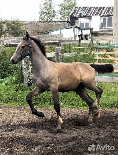 Жеребец орловский рысак
