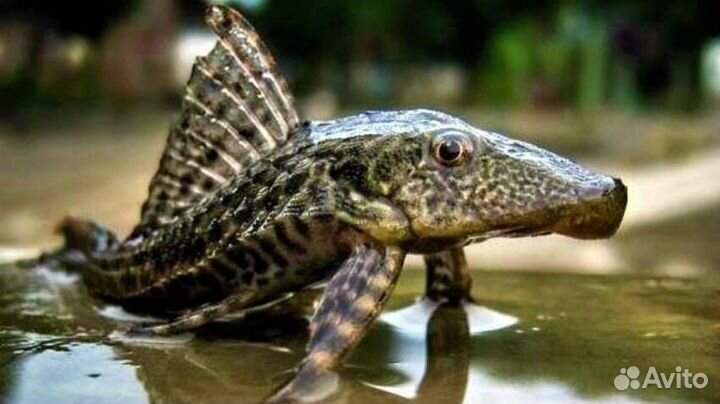 Плекостомус (Hypostomus plecostomus)