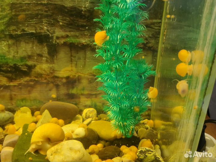 Улитки ампулярии