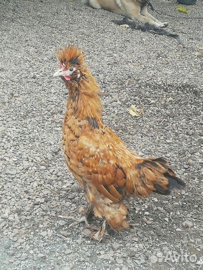 Семья кур Павловское золото