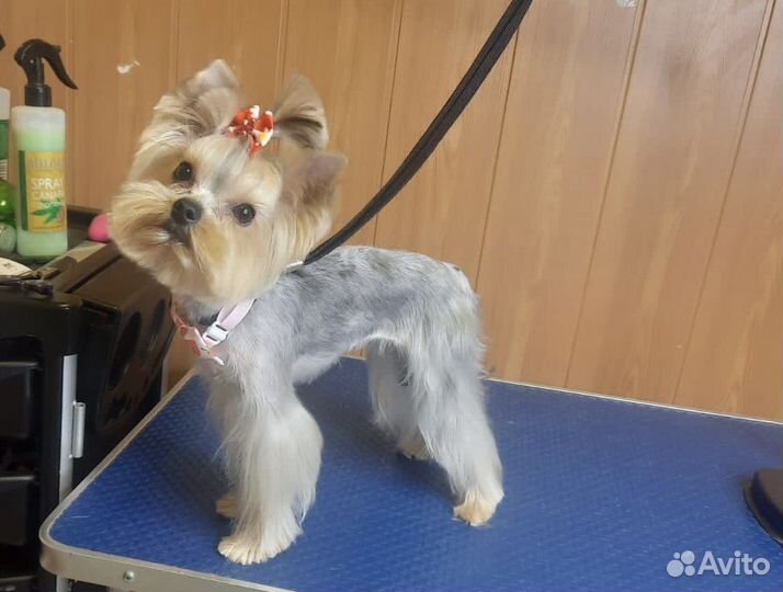 Груминг стрижка собак и кошек