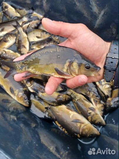 Малек Карпа