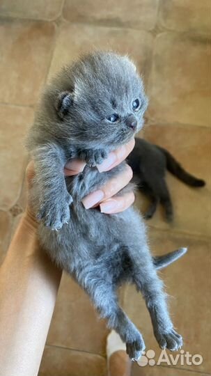Шотландские котята