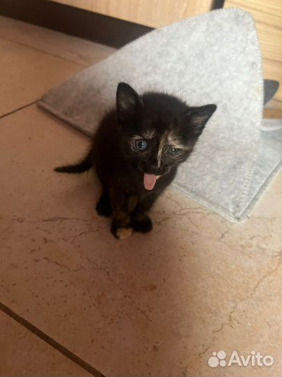 Кошки в добрые руки бесплатно