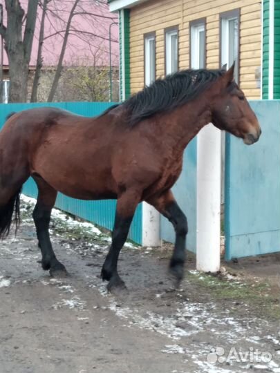 Лошадь кобылки