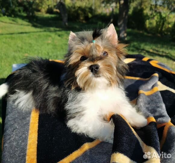 Малыш бивера