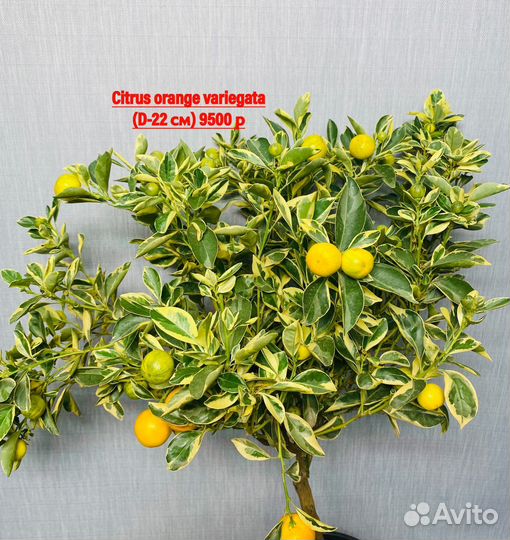 Цитрусовые растения