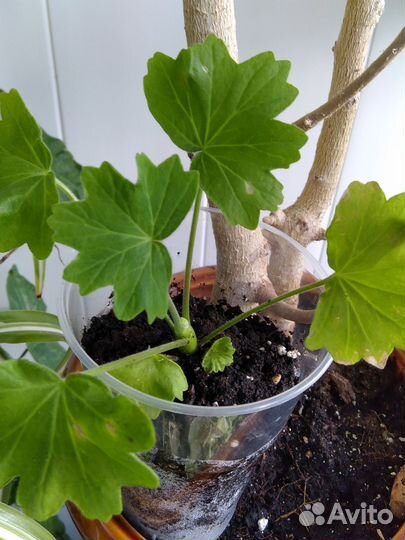 Редкий сорт герань