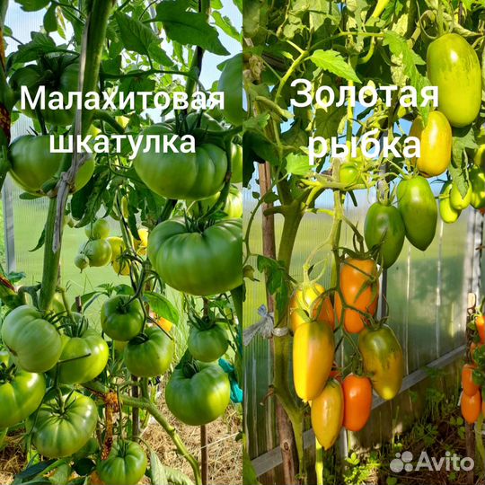 Продам семена томатов, перцев,баклажанов,тыквы