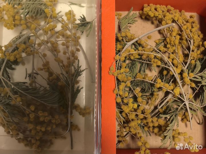 Коробка мимозы