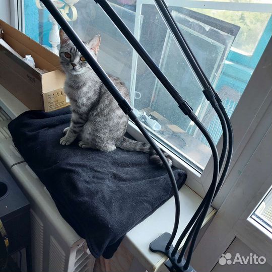 Фитолампа для растений полный спектр