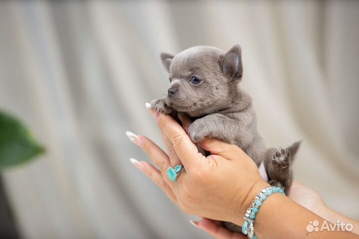 Шикарные щенки Чихуахуа