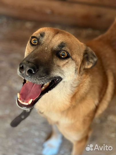 Пёс Бивис мечтает о крыше над головой