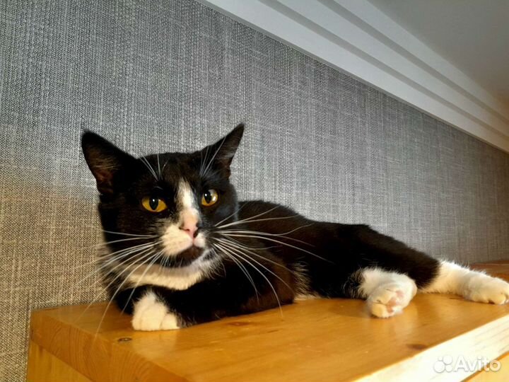 Кот Федя в добрые ручки