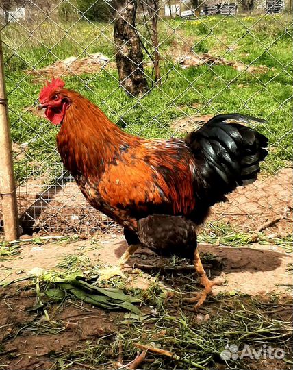 Петухи, утки мускусные