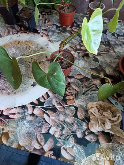 Антуриум красный