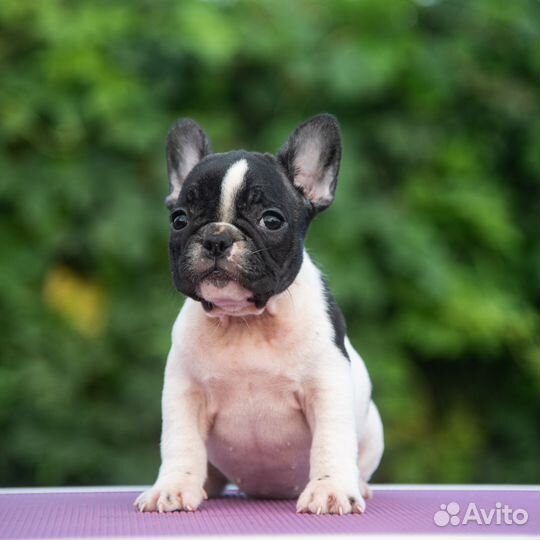 Две девочки- две красавицы