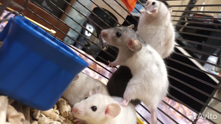 Крысята дамбо девочки и мальчики бесплатно