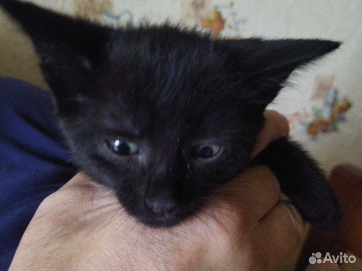 Котята