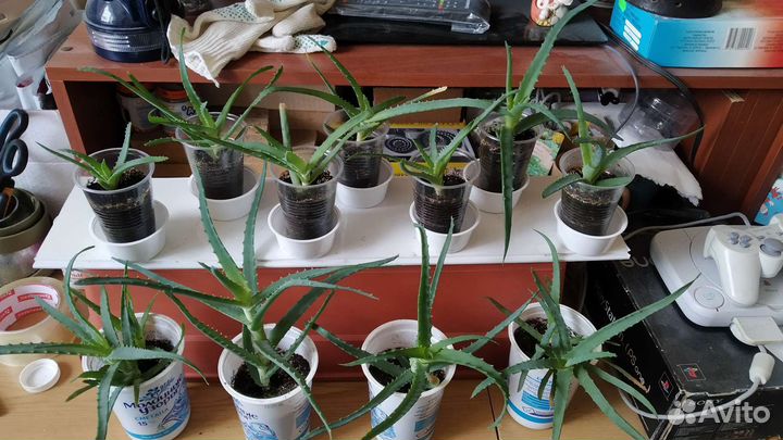 Алоэ столетник