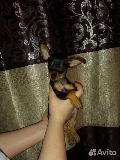 Собаки