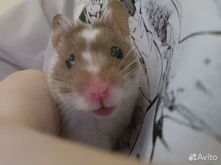 Хомяк с клеткой бесплатно