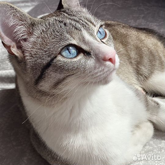 Кот