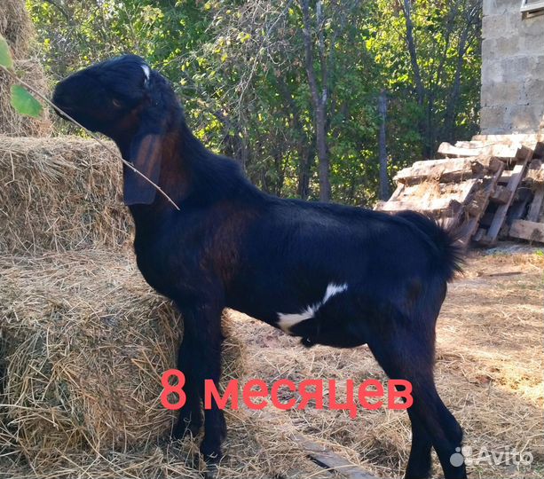 Нубийские козы, козлики, козочки