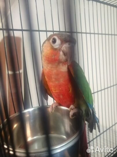 Попугай пиррура (выкормыши)