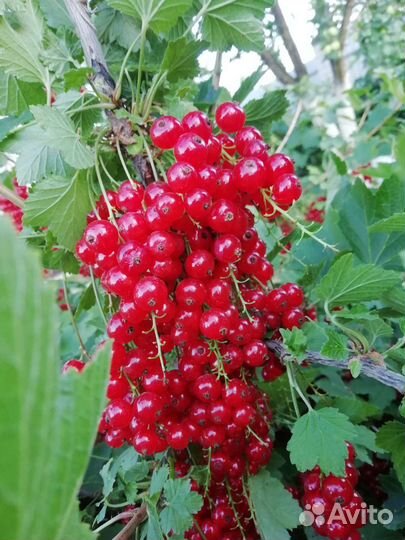 Красная смородина ягоды