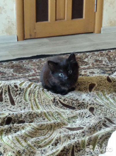 Кошка в дар бесплатно
