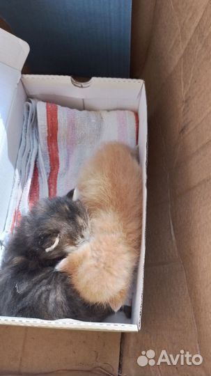 Котята в добрые руки