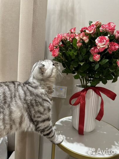 Шотландский вислоухий кот на вязку