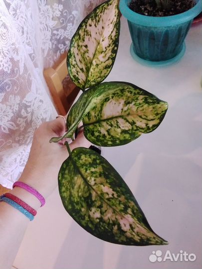 Аглаонемы (детки)