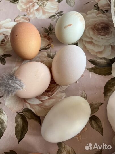 Яйца домашние куриные и утиные