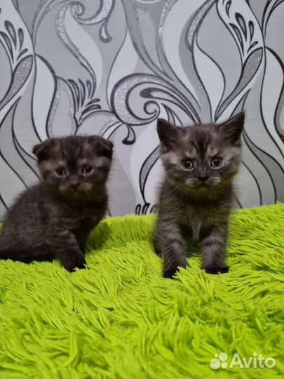 Шотландские котята