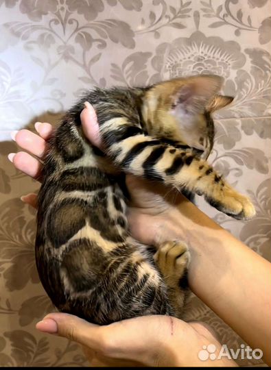 Бенгальские котята