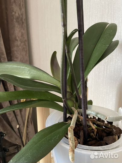 Орхидея фаленопсис