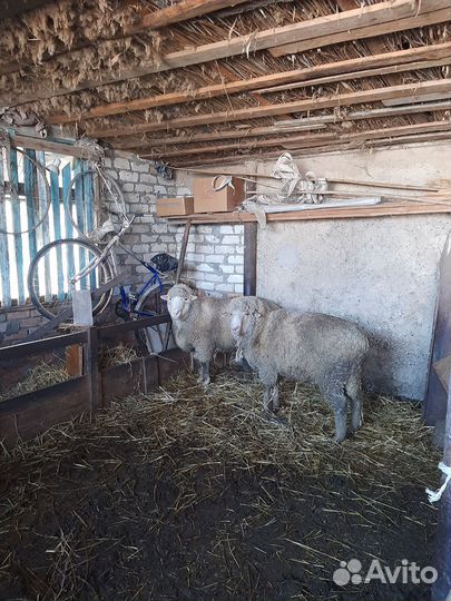 Продам 2 барана с откорма