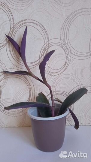 Традесканция фиолетовая