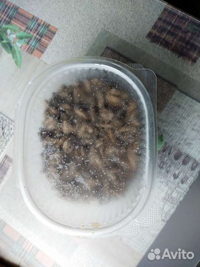 Замороженные сверчки